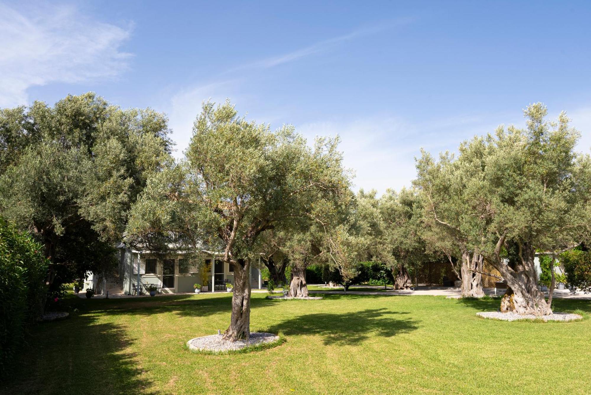 Elaia - Apartments & Studios Lefkada City Bagian luar foto